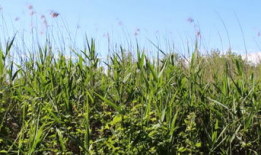 小草视频,捕捉生活瞬间，展现人间真情