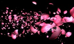 花瓣视频,捕捉生活瞬间，记录美好时光