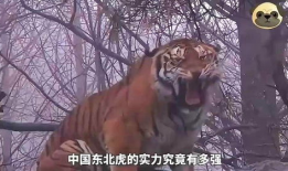 老虎狮子打架视频,老虎与狮子激战正酣