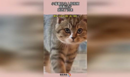 小猫的视频,小猫视频集锦
