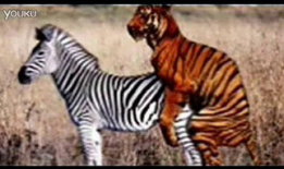 动物交配视频马,揭秘奇妙的交配瞬间