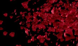 花瓣视频,捕捉生活瞬间，记录美好时光