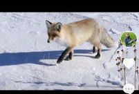 狐狸视频在线观看,探索奇幻动物世界的精彩瞬间