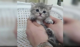 小猫的视频,小猫视频集锦