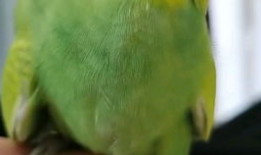 小鹦鹉视频,萌宠互动，欢乐无限