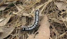 毛毛虫视频,从幼虫到蝴蝶的奇幻之旅