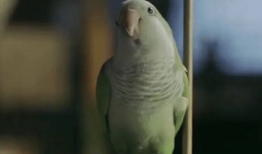 小鹦鹉视频,萌宠互动，欢乐无限