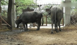 动物交配视频马,揭秘奇妙的交配瞬间
