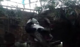 挠脚视频,揭秘脚部按摩的神奇疗效