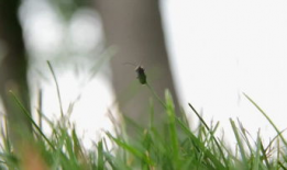 小草视频,捕捉生活瞬间，展现人间真情