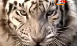 老虎狮子打架视频,老虎与狮子激战正酣