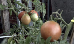 番茄视频,短视频时代的潮流风向标