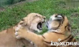 老虎狮子打架视频,老虎与狮子激战正酣