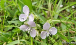 草草草在线视频,揭秘网络短视频的魅力与挑战