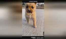 小狗狗可爱视频,小狗狗可爱视频集锦