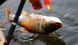 鲢鳙饵料,营养与生态兼顾的养殖之道