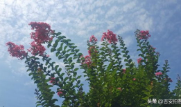 草草草在线视频,揭秘网络短视频的魅力与挑战